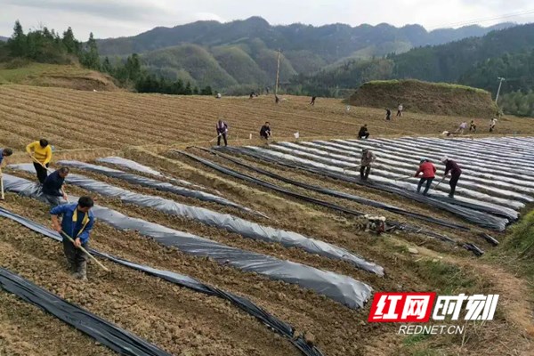 杨迪波带领合作社成员建设藤茶生产基地。_副本.jpg