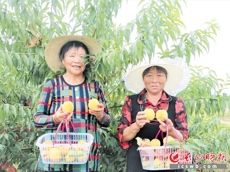　　水果基地让贫困户在家门口实现就业，手捧采摘下来的黄桃，贫困户尹玉连（左）和尹水平开心不已。                                                     长沙晚报全媒体记者 张禹 通讯员 邬艳 摄影报道