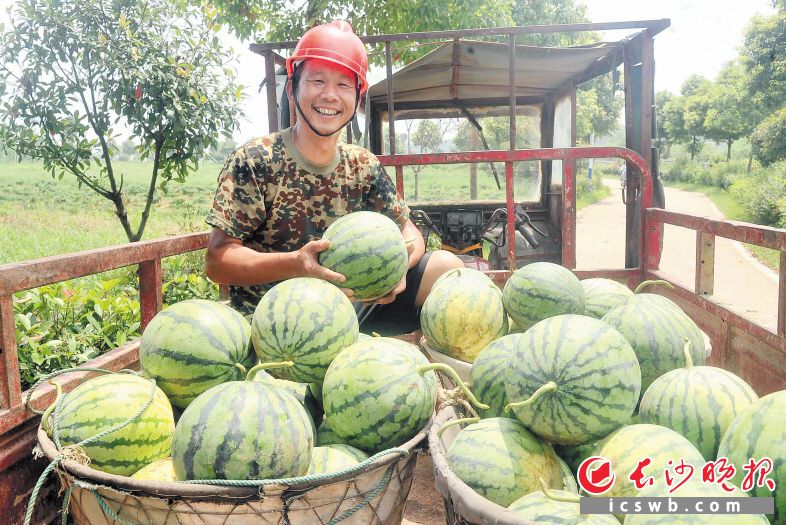 　　看着自己种的一车车西瓜即将变成钞票，许红军笑了。长沙晚报全媒体记者 贺文兵 摄