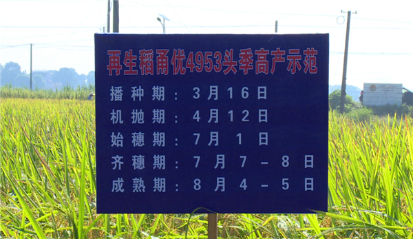 湘潭县青山桥镇再生稻头季完成理论测产和实际测产