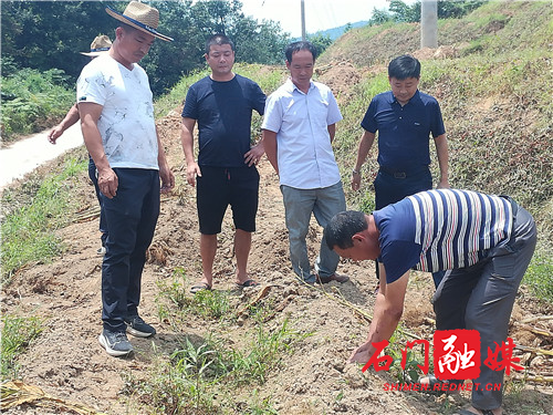 指导红菜薹补种技术.jpg