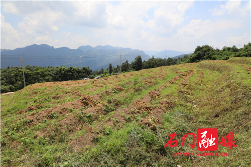 减灾补损补种蔬菜四方台示范基地.jpg