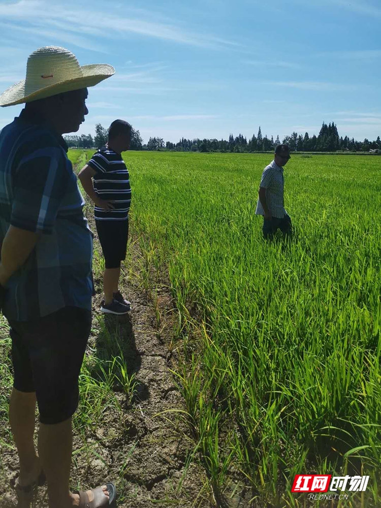 益阳大通湖：农技小分队助力晚稻生产