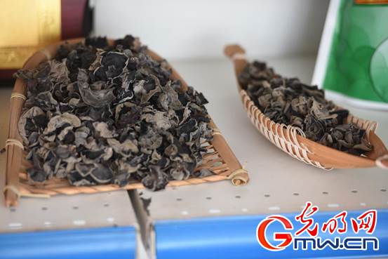 【幸福花开新边疆】内蒙古扎兰屯:小木耳做出大文章 黑牡丹开出致富梦 DSC_2413