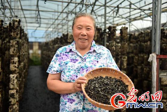 【幸福花开新边疆】内蒙古扎兰屯:小木耳做出大文章 黑牡丹开出致富梦 DSC_2610