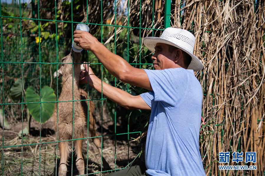 探访东洞庭湖麋鹿和鸟类救治避难中心