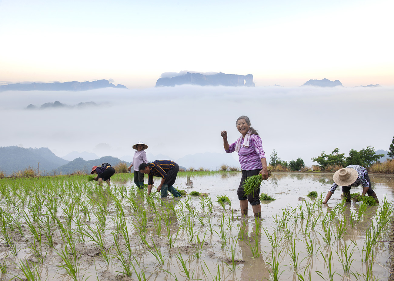 插秧季.jpg 插秧季.jpg