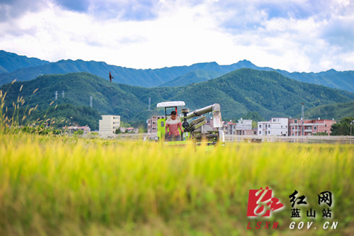 蓝山：立秋时节稻飘香.jpg