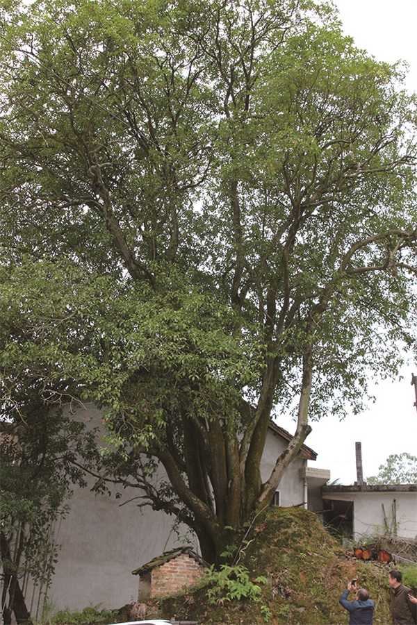 为古树名木撑起"保护伞"