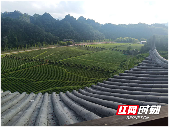 美在沅陵生态篇圆梦这块挥别贫困的土地品读武陵山下崭新沅陵画卷