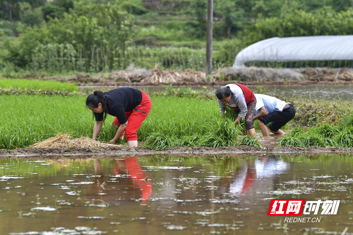 秦一群在秧田里帮助农户进行分秧.邵颖 摄.jpg