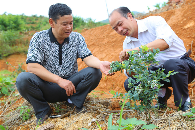 為村民講解果樹培育注意事項（朱小金右一）.jpg