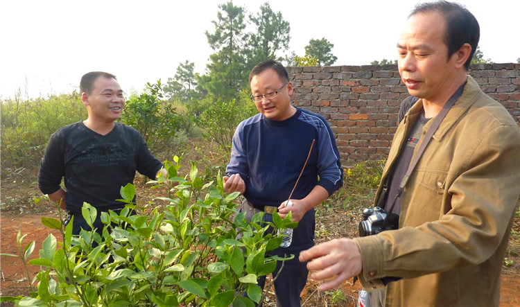 认真查看橘子树成长情况（朱小金右一）.jpg