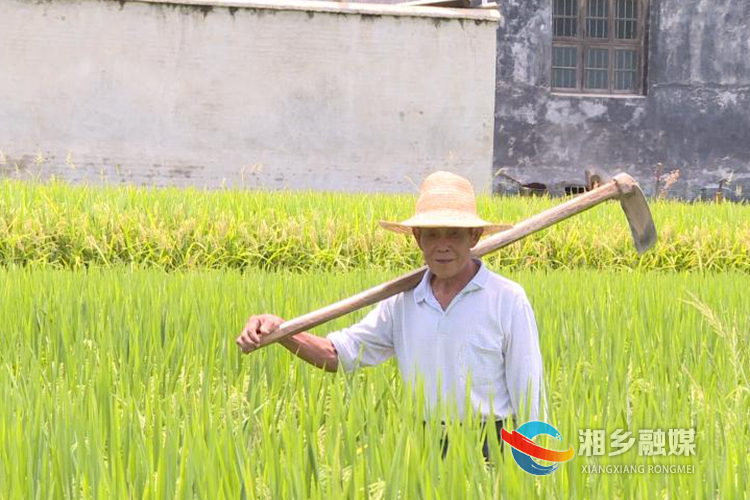 杨建华的农田灌溉用水都由荆泉水库的渠道引流而来。.jpg 杨建华的农田灌溉用水都由荆泉水库的渠道引流而来。.jpg
