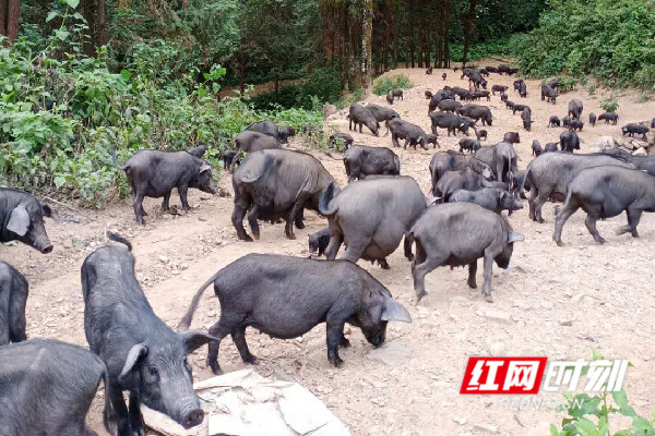图片1_副本.jpg