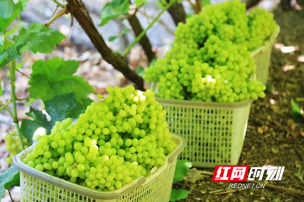 新摘葡萄果大味甜。.jpg