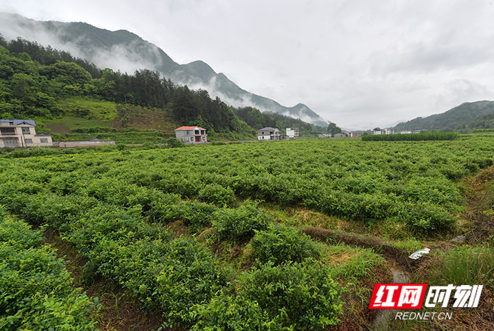 长势喜人的莓茶基地。.jpg