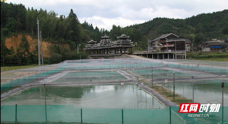 4。通道县岭南村的泥鳅养殖基地_副本.jpg