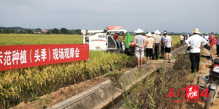 再生稻现场收割测产.jpg