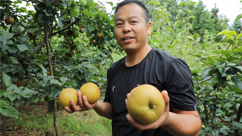 怀化鹤城区汪家村：金秋梨成群众脱贫致富“黃金果”（带电话号码半成品）.mp4_20200820_160016.133.jpg