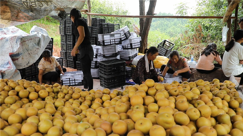 怀化鹤城区汪家村：金秋梨成群众脱贫致富“黃金果”（带电话号码半成品）.mp4_20200820_160443.709.jpg