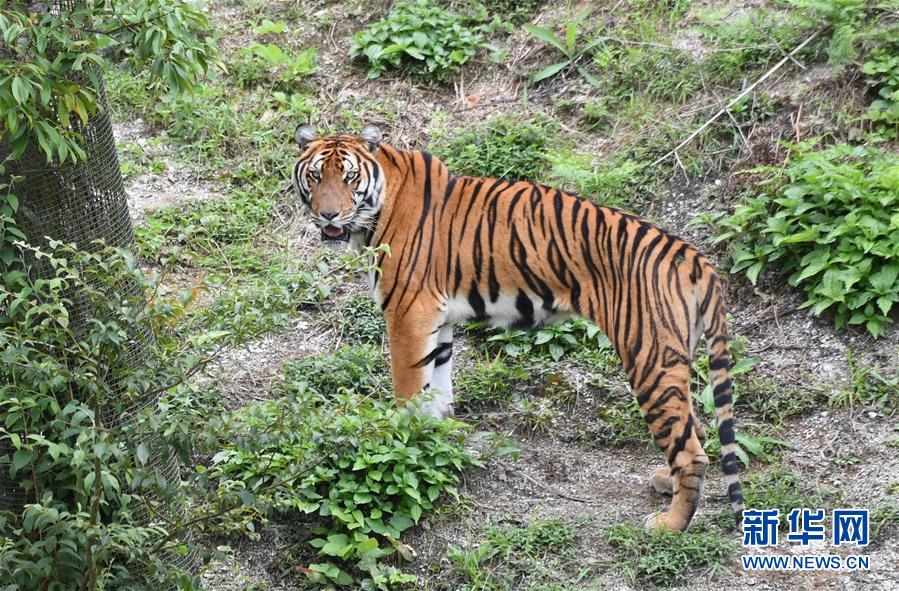 青山深处的中国虎园