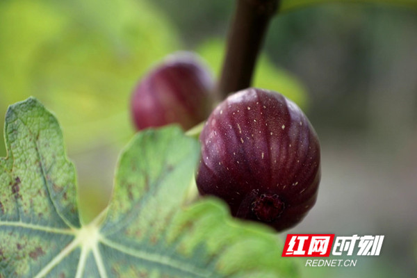 新田无花果2_副本.jpg