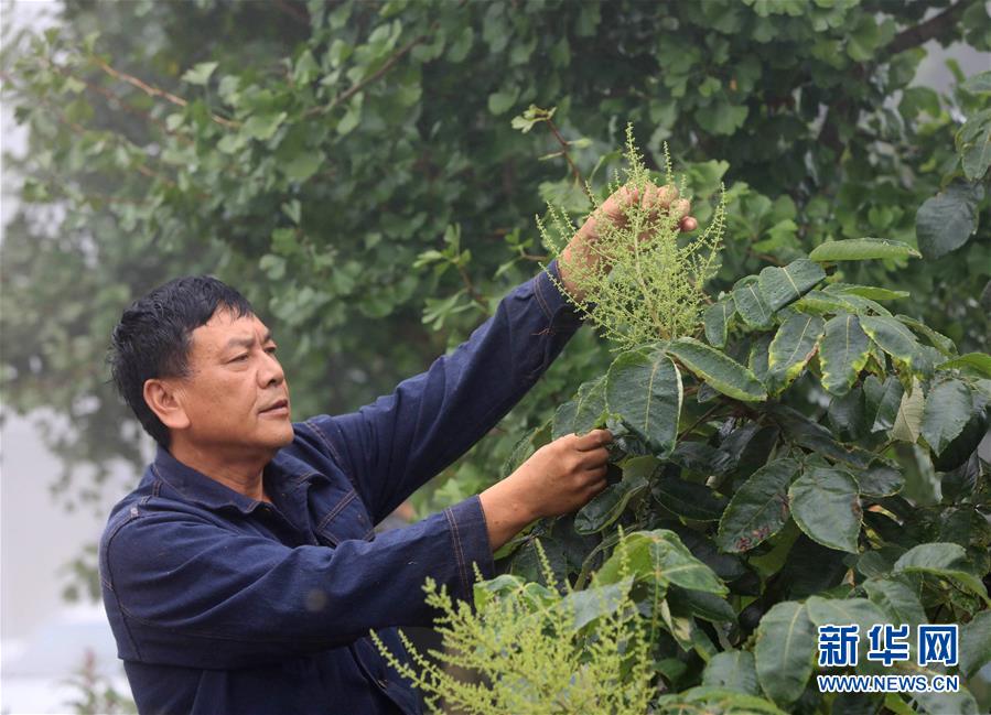 #（社会）（3）湖南张家界：大山养蜂人的“甜蜜”事业