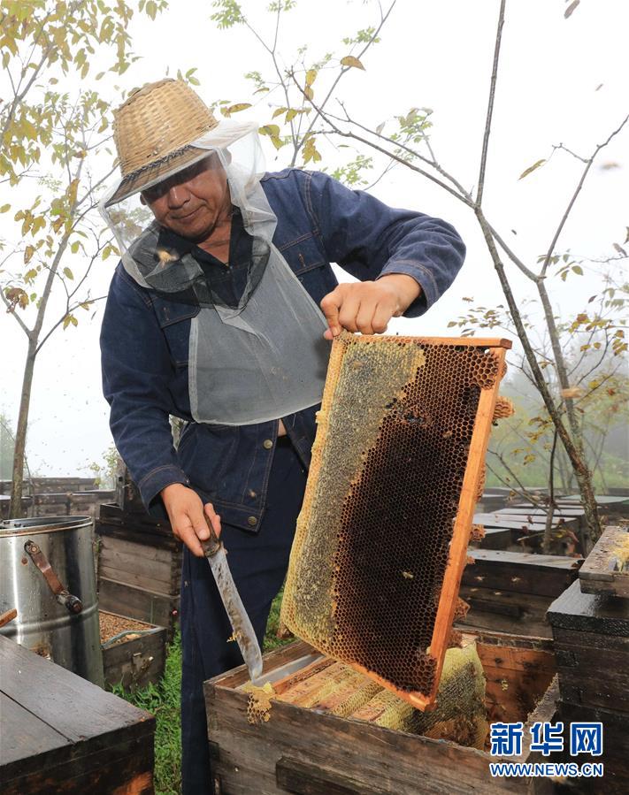 #（社会）（2）湖南张家界：大山养蜂人的“甜蜜”事业