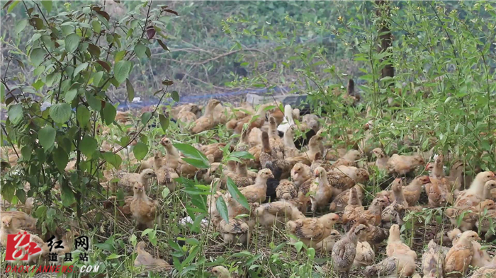 蒋国太饲养的土鸡.jpg