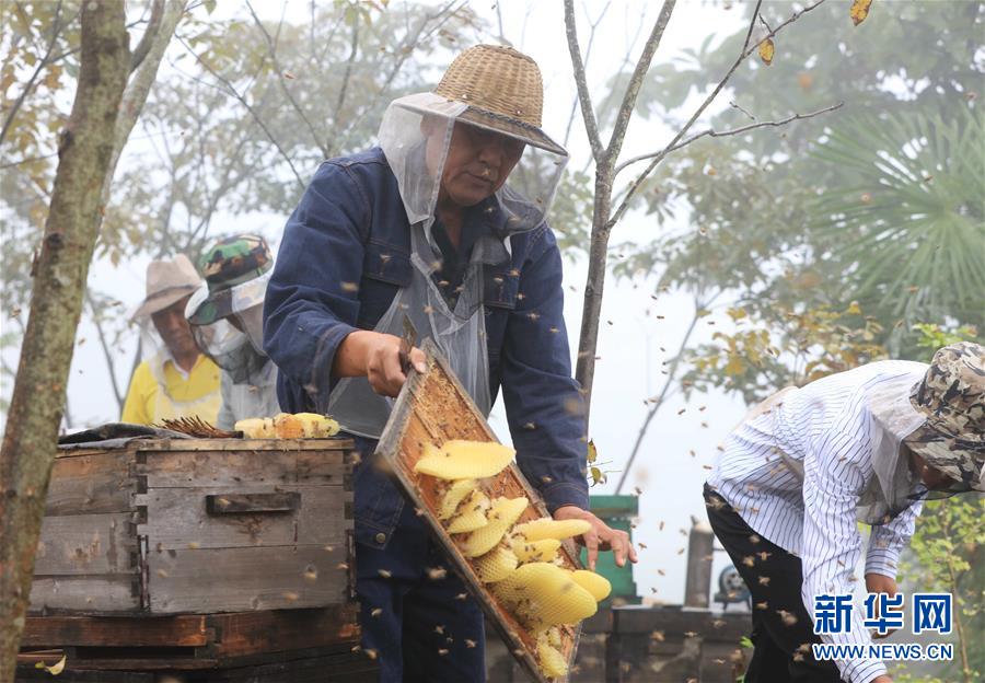 #（社会）（5）湖南张家界：大山养蜂人的“甜蜜”事业