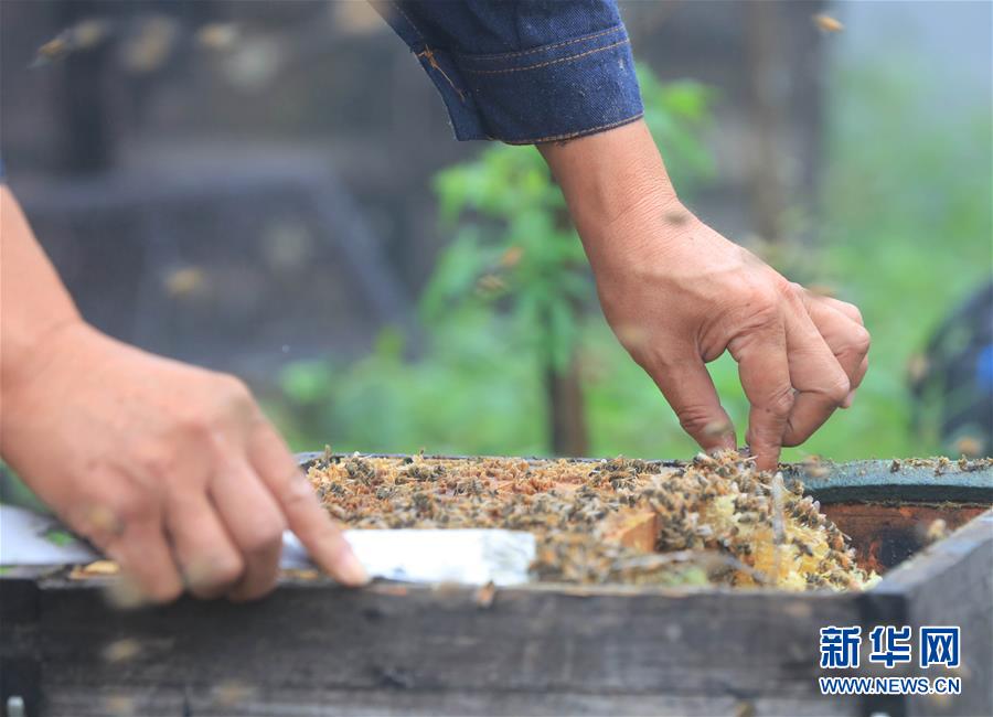 #（社会）（6）湖南张家界：大山养蜂人的“甜蜜”事业