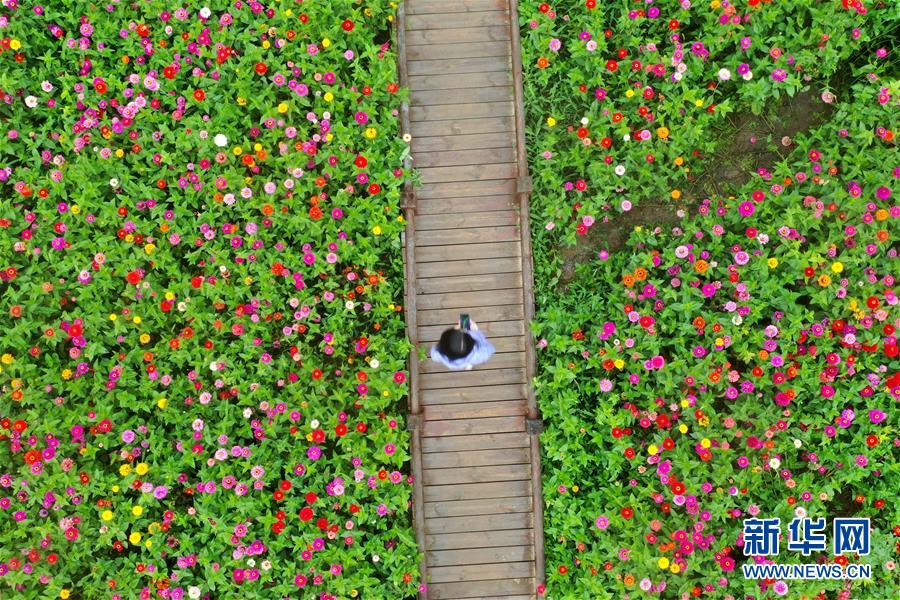 （环境）（1）河南栾川：高山花海正缤纷