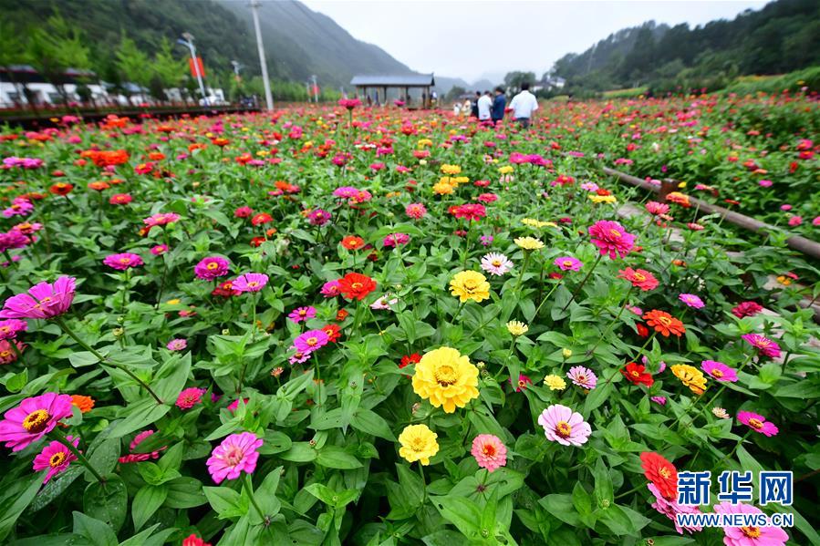 （环境）（3）河南栾川：高山花海正缤纷