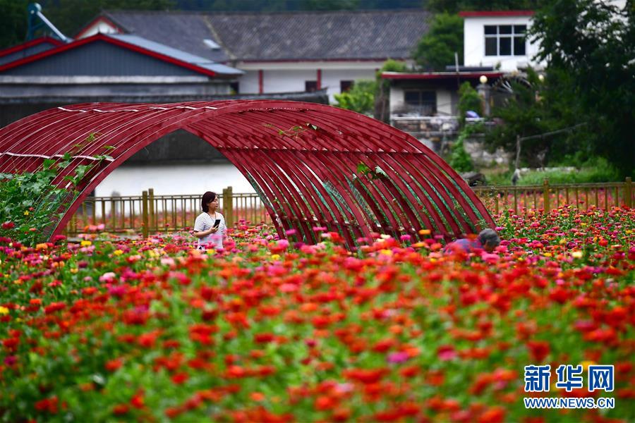 （环境）（4）河南栾川：高山花海正缤纷