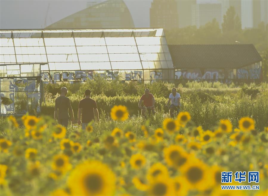 （国际）（9）法兰克福：向日葵盛开