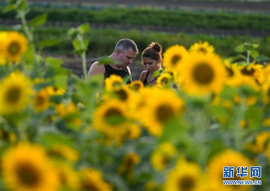 （国际）（11）法兰克福：向日葵盛开