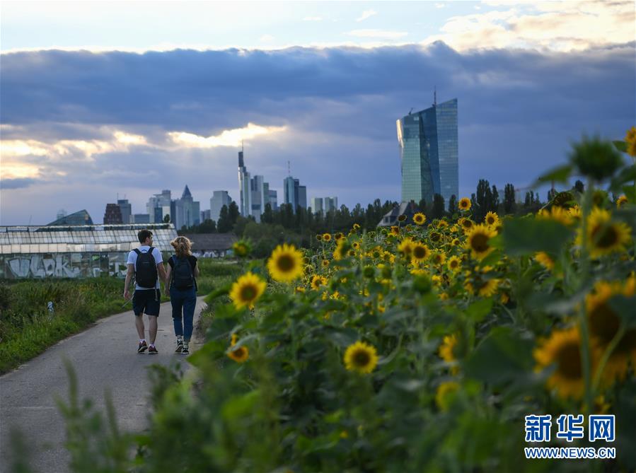 （国际）（6）法兰克福：向日葵盛开