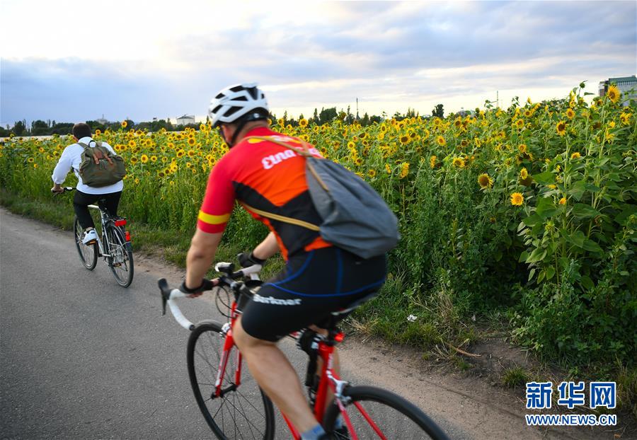 （国际）（7）法兰克福：向日葵盛开