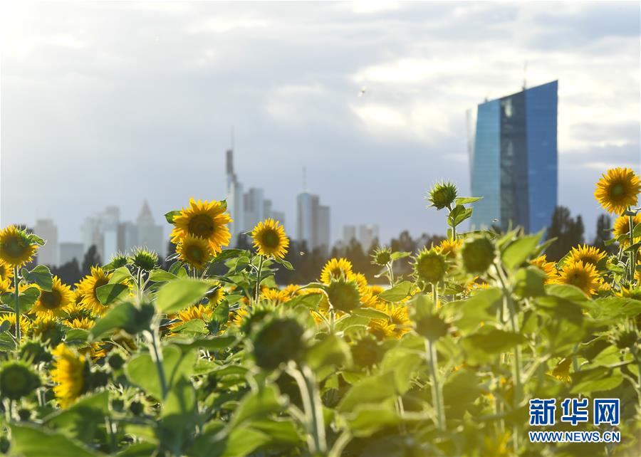 （国际）（8）法兰克福：向日葵盛开