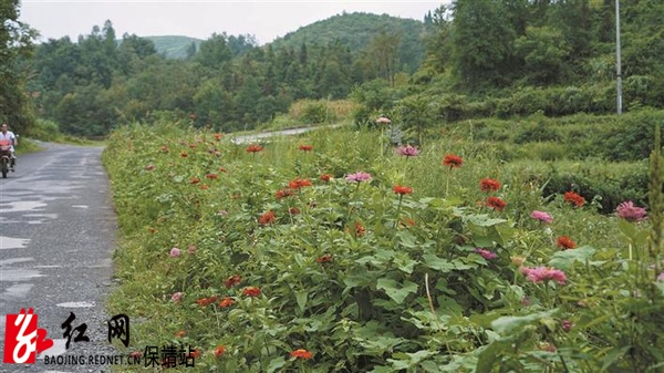 村间道花草水.jpg