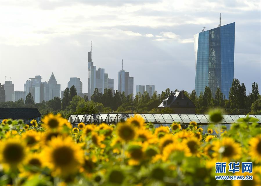 （国际）（10）法兰克福：向日葵盛开