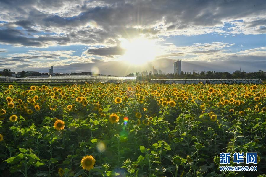 （国际）（2）法兰克福：向日葵盛开