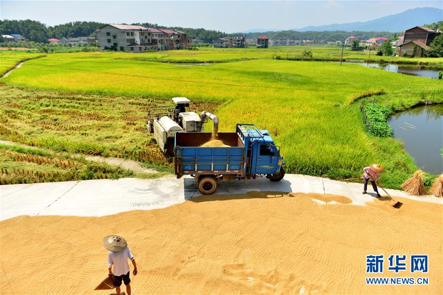 县的中稻陆续成熟,当地农民抓住晴好天气抢收抢晒,一派繁忙的收获景象