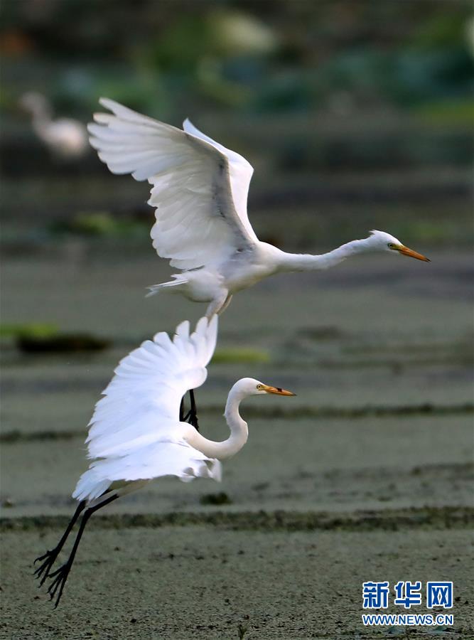 #(环境)(3)鹭舞湿地