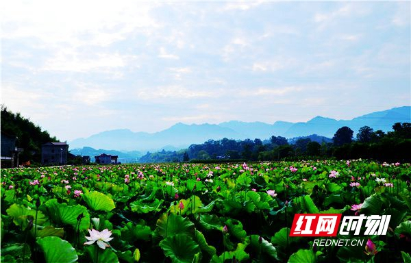 一片美丽的荷花。.jpeg 一片美丽的荷花。.jpeg