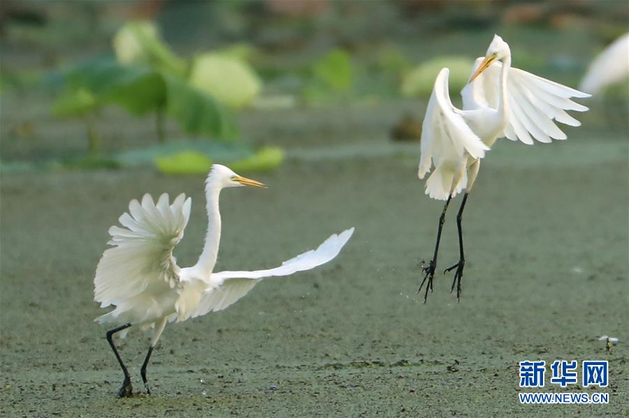 #(环境)(1)鹭舞湿地