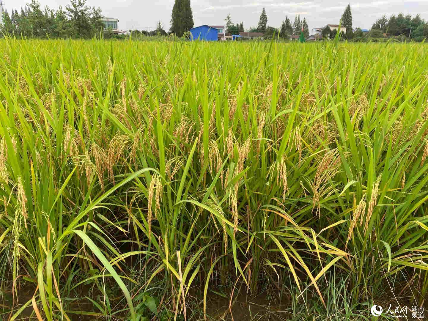 人民网丨湖南大米绿色升级样本：稻鸭米种植逐步推广