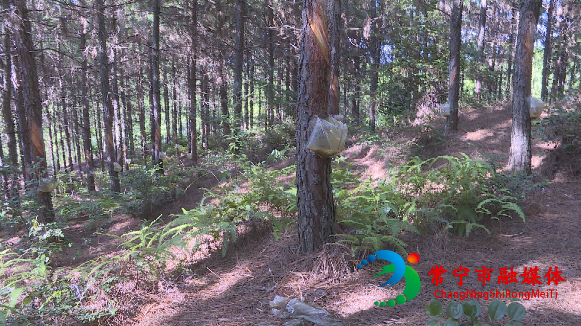 双音村11_看图王.jpg