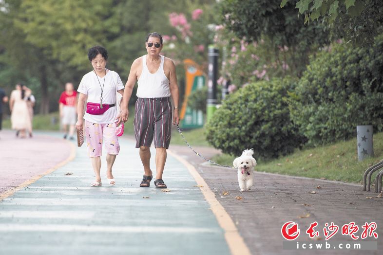 　　24日傍晚，在浏阳河风光带，一名老人正牵着绳子遛狗。 长沙晚报全媒体记者 黄启晴 摄